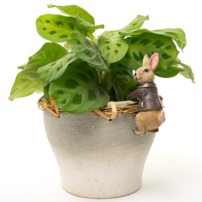 Beatrix Potter Benjamin Bunny Plant Pot Hanger